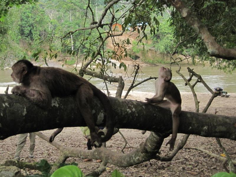 Grand Selva Lodge & Tours Тена Экстерьер фото
