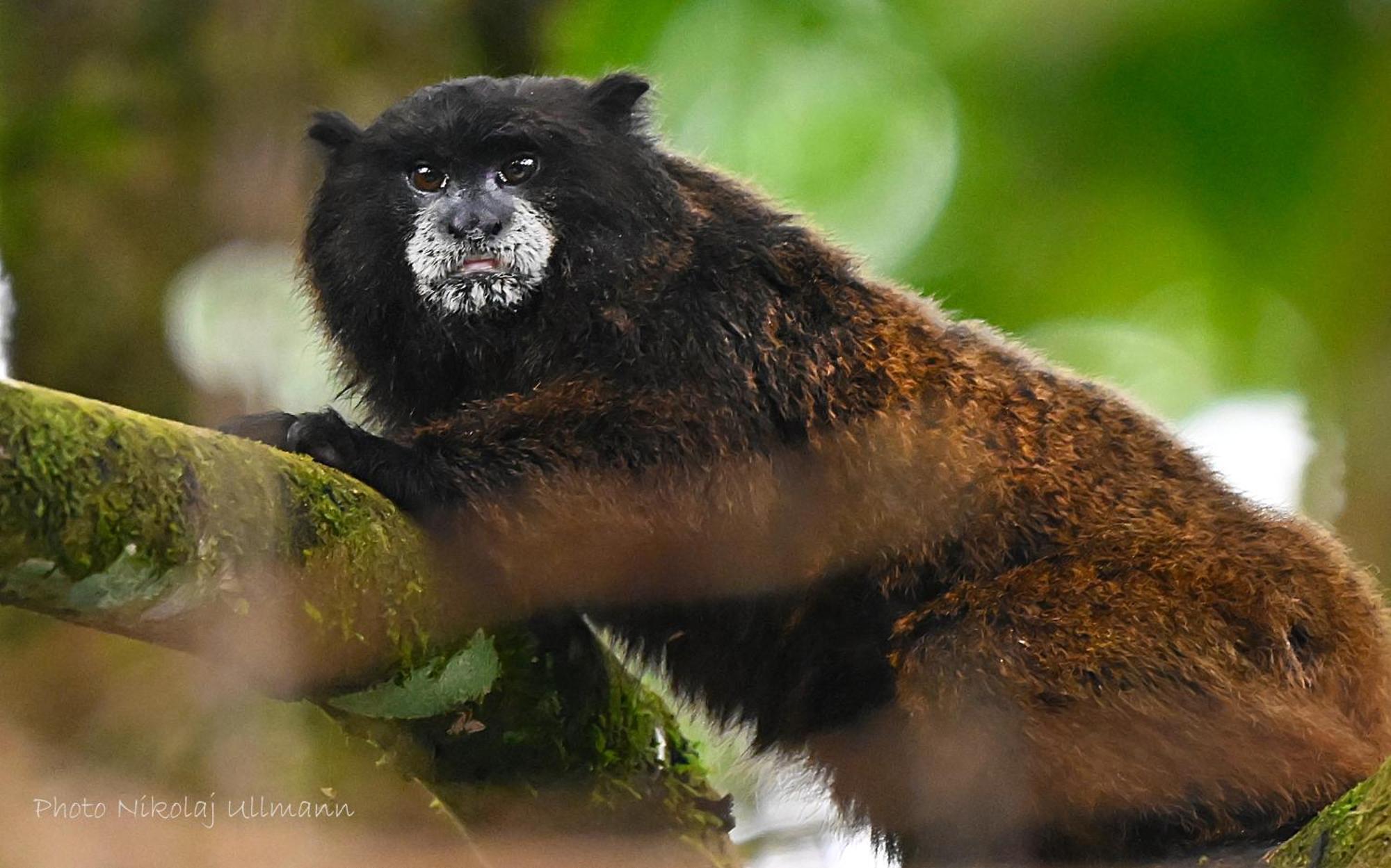 Grand Selva Lodge & Tours Тена Экстерьер фото