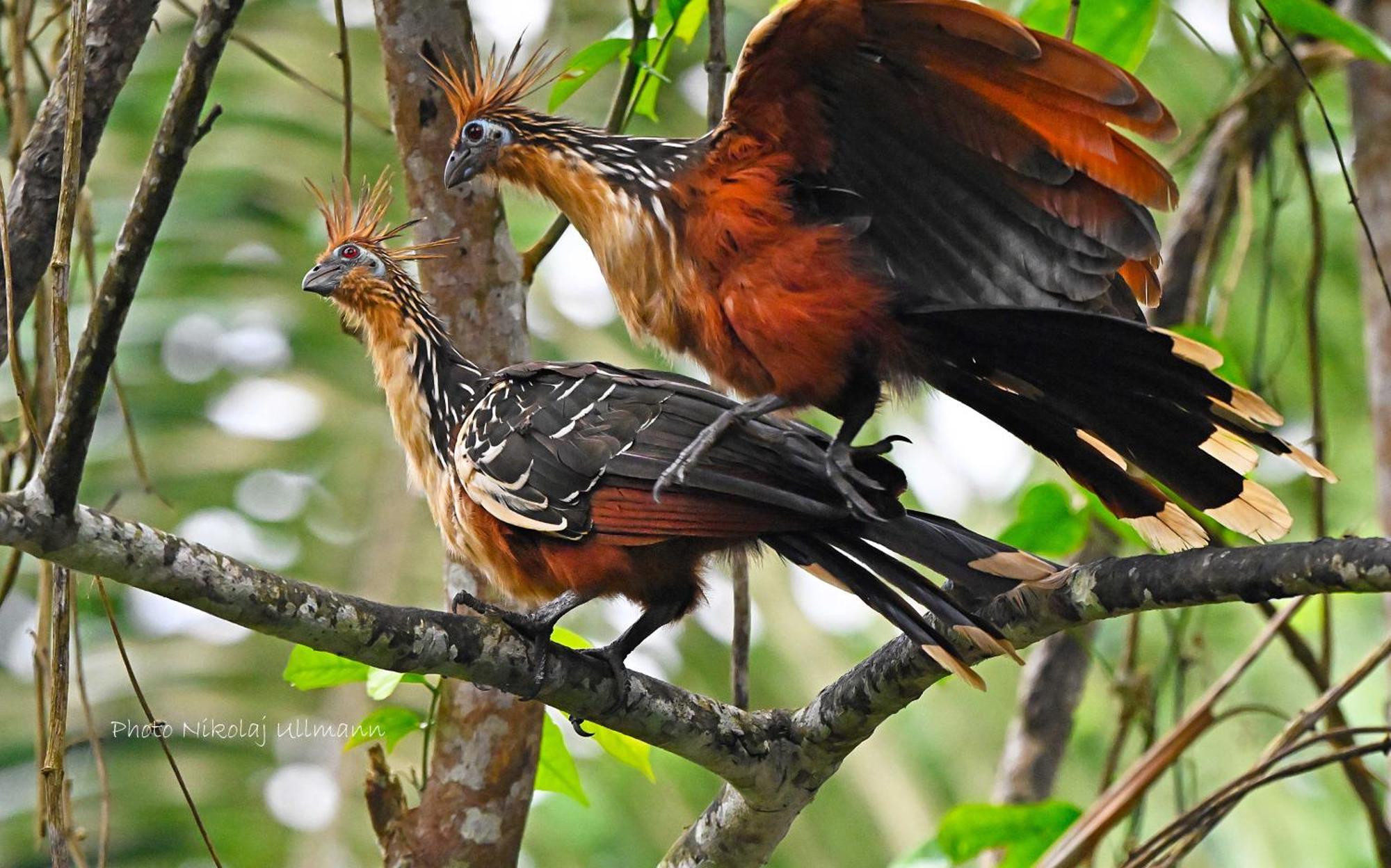 Grand Selva Lodge & Tours Тена Экстерьер фото